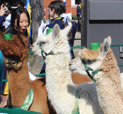 Gaelic Glen Alpacas