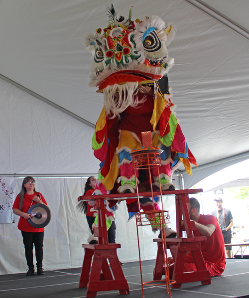 Kwan Family Lion Dance Team at the 2024 Cleveland Asian Festival