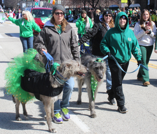 Irish Wolfhounds at 2025 Cleveland St Patrick's Day Parade