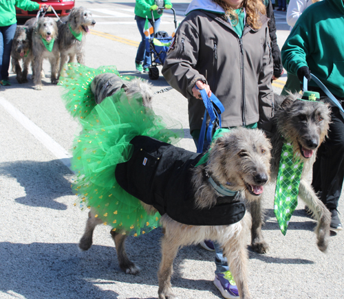 Irish Wolfhounds at 2025 Cleveland St Patrick's Day Parade