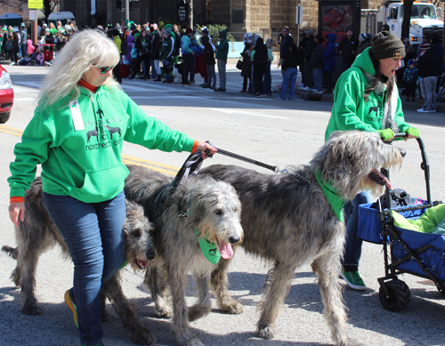 Irish Wolfhounds at 2025 Cleveland St Patrick's Day Parade