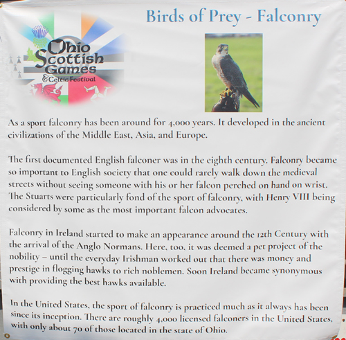 Birds of Prey Falconry