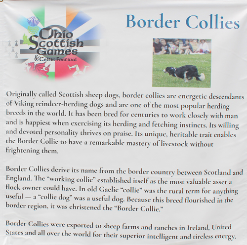 Border Collies sign