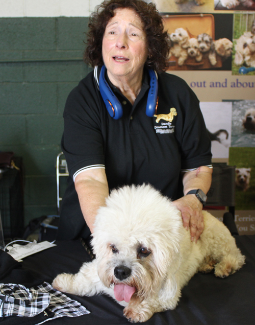 Dandie Dinmont Terrier