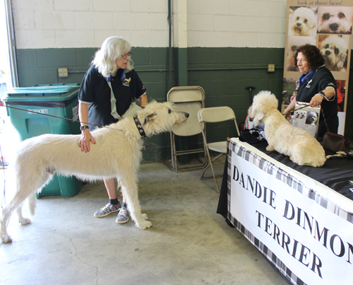 Irish Wolfhound meets a Dandie Dinmont Terrier