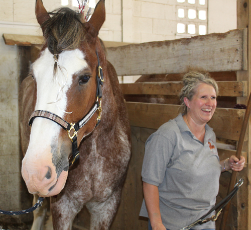 Clydesdale horse