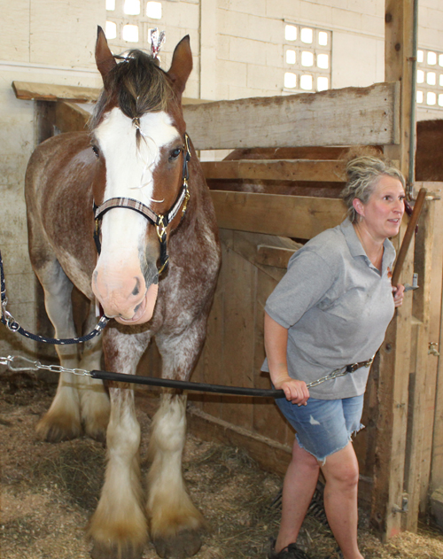 Clydesdale horses