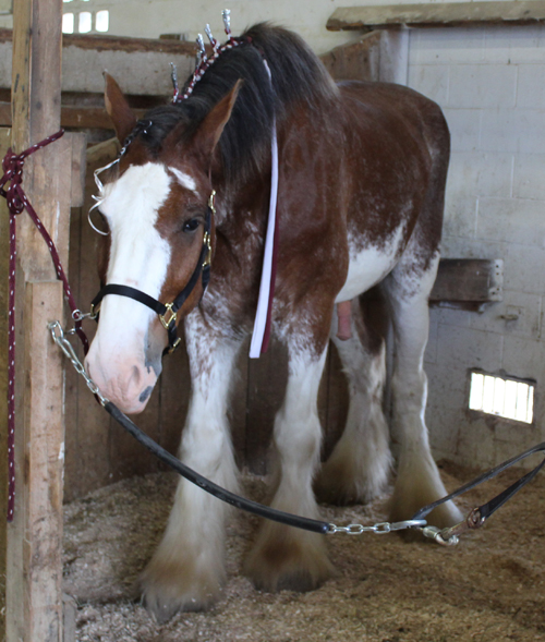 Clydesdale horses